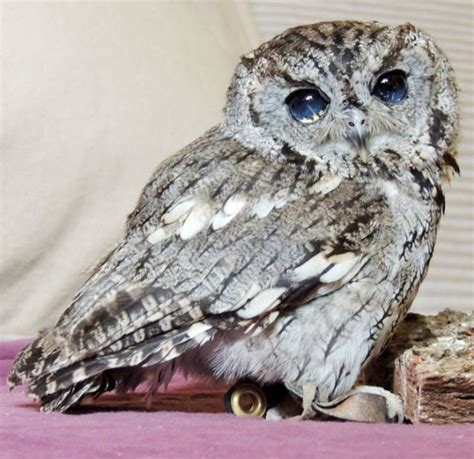 Western Screech Owl Facts, Habitat, Diet, Life Cycle, Baby, Pictures