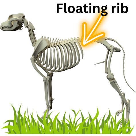 What Is A Floating Rib In A Dog