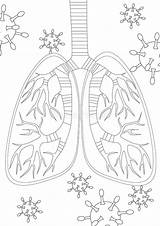 Lungs Coloring Stock Illustrations – 68  sketch template