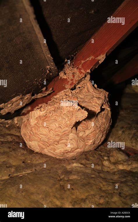 wasp nest loft attic home pest roof chewed wood texture brown shades fragile paper Stock Photo ...