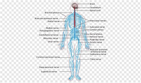 Sistem saraf tepi Sistem saraf pusat Anatomi Tubuh manusia, sistem ...
