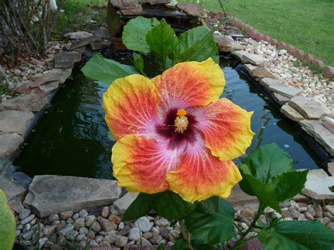 Hibiscus Flowers Pictures: Hawaiian Hibiscus Flowers # 3