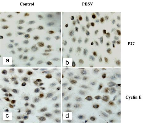 Anti-proliferation Effect of Polypeptide Extracted from Scorpion Venom ...