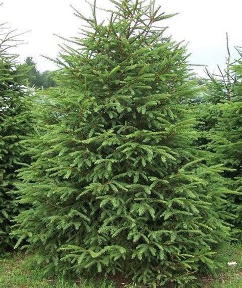 Picea abies seed - International seed shop – NZSEEDS