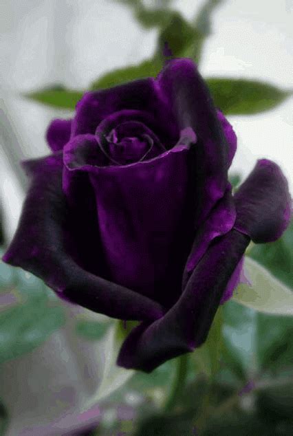 Google+ Black Flowers, Love Flowers, Amazing Flowers, My Flower, Real Black Roses, Dark Red ...