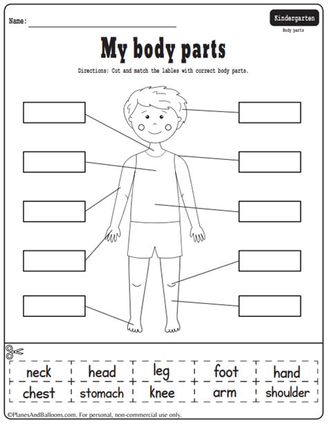 18 Wonderful Worksheets To Learn The Parts Of The Body - Teaching Expertise