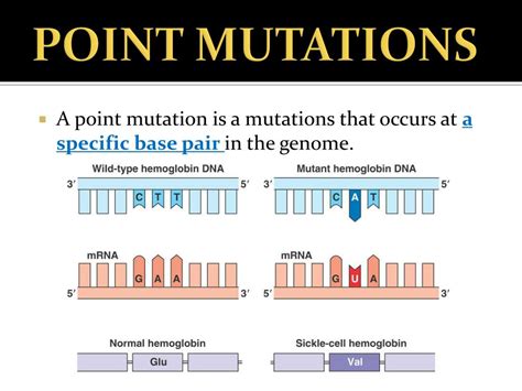 PPT - MUTATIONS PowerPoint Presentation, free download - ID:2348936