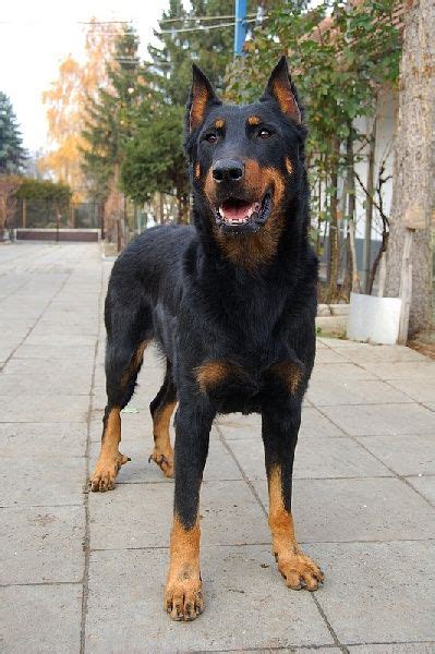 German Shepherd Puppies Doberman - Pets Lovers