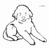 Free Coloring Pages Fluffy Dogs Download  sketch template