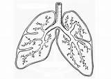 Human Lungs Coloring Page sketch template