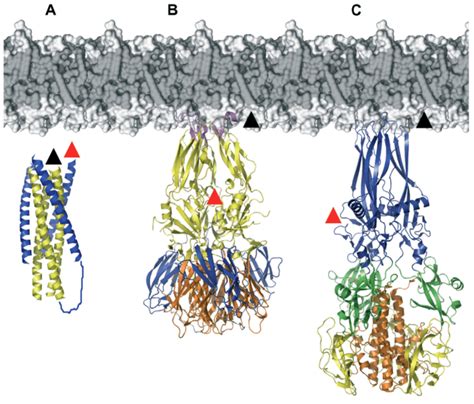 Schematic representation of the structures of fusion proteins of... | Download Scientific Diagram