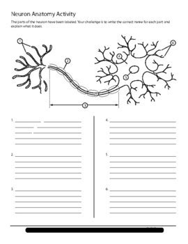 Neuron Activity (Label/Explain) Student Worksheet by Jen's Brainstorms