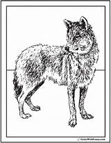 Wolves Pack Coloring Pages sketch template