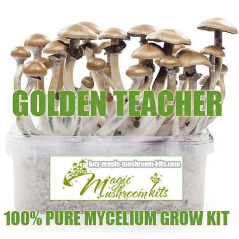 Golden Teacher | 100% mycelium Grow Kit | buy-magic-mushroom-kits.com