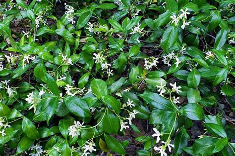 How to Grow Star Jasmine as a Ground Cover | Gardener’s Path