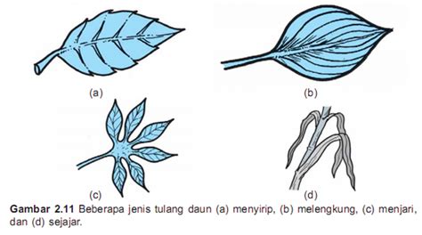 Contoh, Ciri, Perbedaan Daun Menyirip, Sejajar dan Daun Menjari - Tips Petani