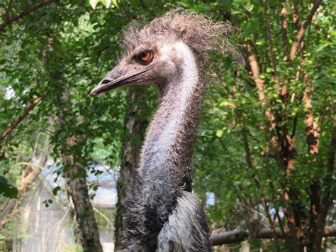 Angry Emu Photograph by Kathy Lyon-Smith | Fine Art America