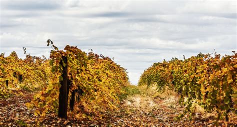 El Dorado's wineries are a gold mine of fresh finds | Quench Magazine