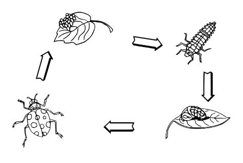 Biology Ladybug Life Cycle coloring page - Download, Print or Color ...