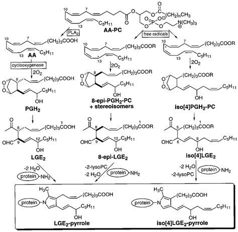 Cyclooxygenase (enzymatic) pathway and free radical-induced ...