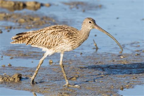 Eastern curlew - Australian Conservation Foundation