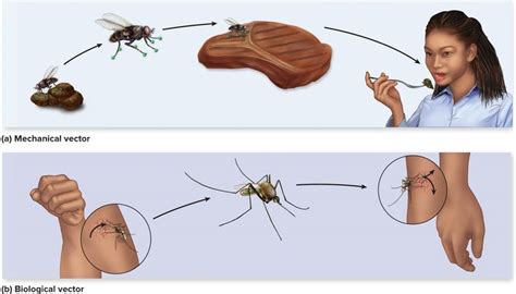 Vector Transmission | Life cycles, Vector, Cycle