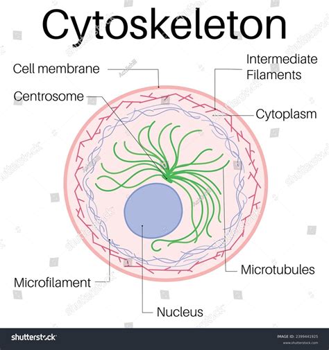 Structure Function Cytoskeleton Stock Vector (Royalty Free) 2399441925 | Shutterstock