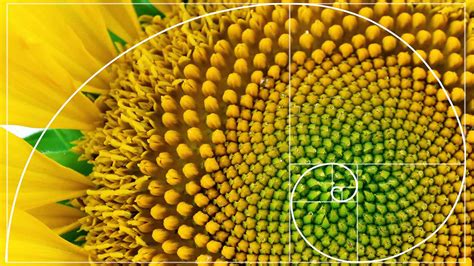 Are All Spirals Fibonacci? Exploring Natures Mathematical Patterns ...