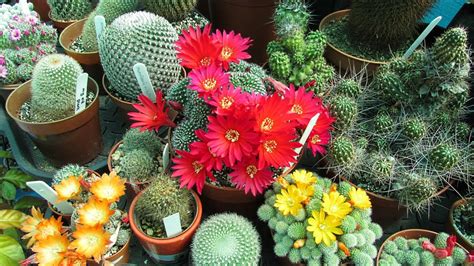 Top 10 BEST Flowering Cactus Plants - YouTube