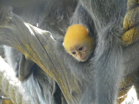 The Santa Ana Zoo at Prentice Park: STORK VISITS SANTA ANA ZOO!