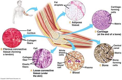 Tissue Types - Connective Tissue Diagram | Quizlet