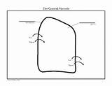 Cell Central Vacuole Diagram Coloring Page And Reading  TpT sketch template