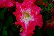 Category:Close-up photographs of Solanales flowers - Wikimedia Commons