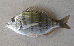 Oh Yea… and Then There is the Pinfish - UF/IFAS Extension Escambia County