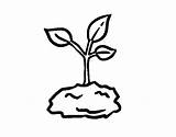 Sprout Coloring Pages 2  sketch template