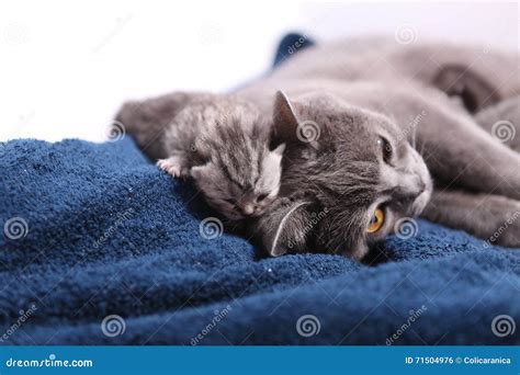 Cat Hugging Her Small Babies Stock Photo - Image of guard, breed: 71504976