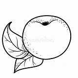 Fruit Big Coloring Stock Illustrations – 114  sketch template