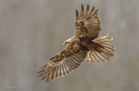 Lovely lady... - This female marsh harrier was looking for prey for her ...