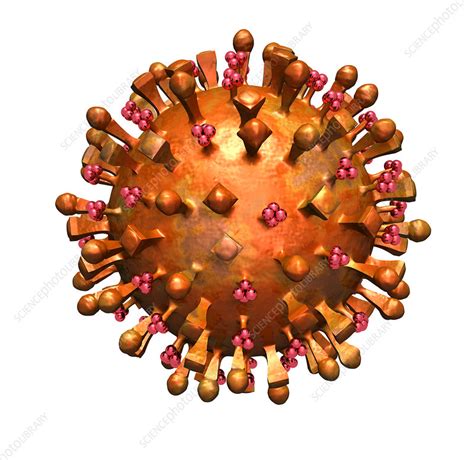 H5N1 Virus - Stock Image - C012/3614 - Science Photo Library