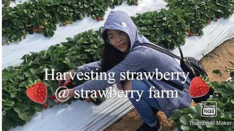 Strawberry || Harvesting || StrawberryFarm - YouTube