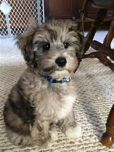 Growing Puppies - Virginia Schnoodle Breeder --Hypoallergenic Dogs