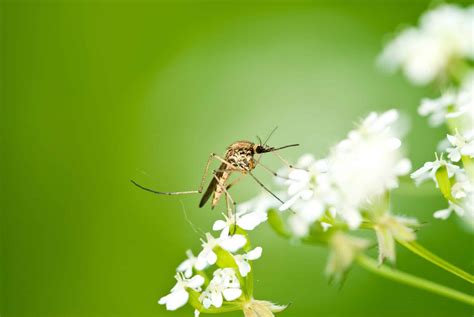 What Plants Attract Mosquitoes? | Sprinkler Magician