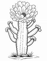 25 Cactus Coloring Pages Free Sheets For Kids sketch template