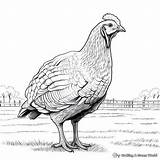 Realistic Farm Animal Coloring Pages  Free & Printable sketch template