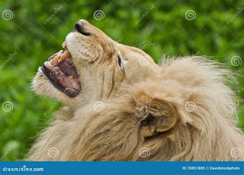 Lion Roar stock image. Image of growling, animal, roar - 70851885