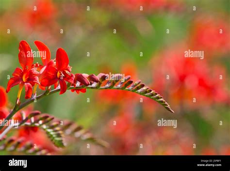 Crocosmia, Montbretia 'Lucifer', Red coloured flower growing outdoor Stock Photo - Alamy