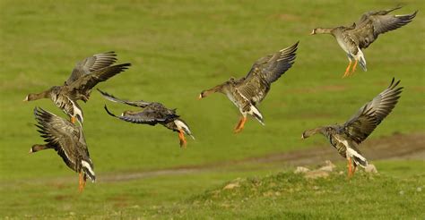 Greater White-fronted Goose | San Diego Bird Spot