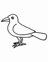 Crow Coloring Pages Free Printable PDF sketch template