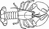 Realistic Lobster Coloring Page sketch template