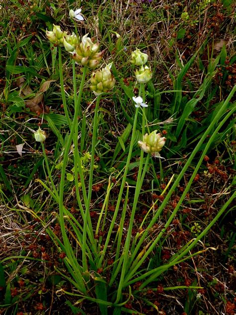 Wild garlic - Florida Wildflower Foundation